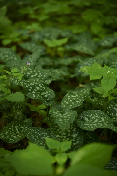 Lungwort Medicinal Plant Grows Wild Forest — Stok fotoğraf