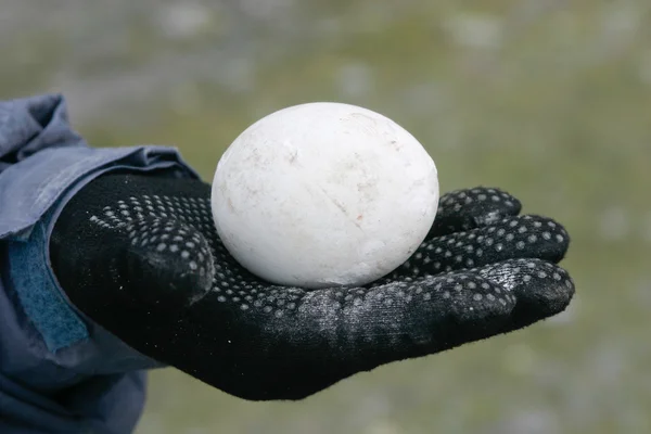 Penguin egg in hand — Stock Photo, Image