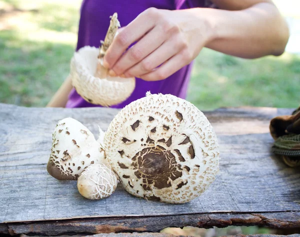 Bos champignons — Stockfoto