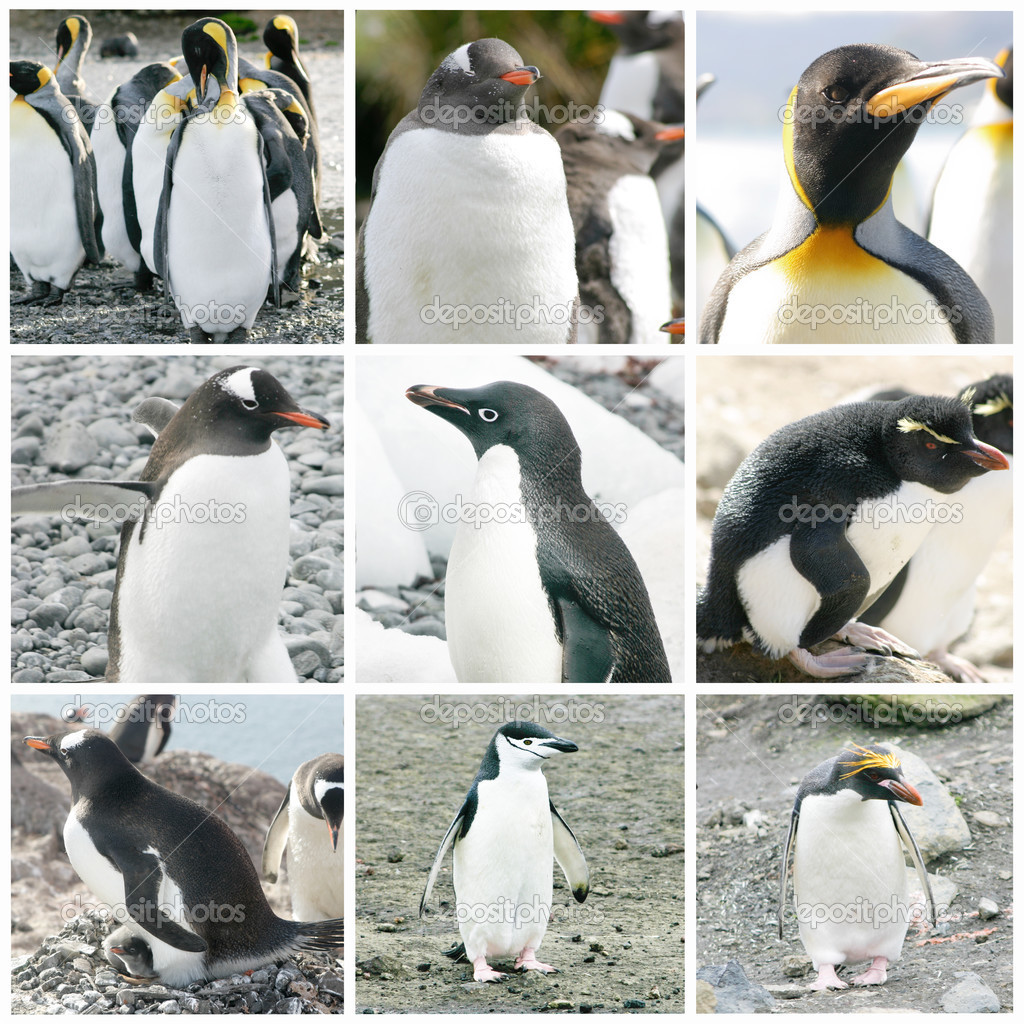 Collage with different penguin species — Stock Photo © tom_hr #12752648