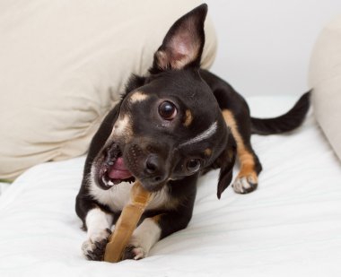 küçük köpek kemiği ile oynuyor