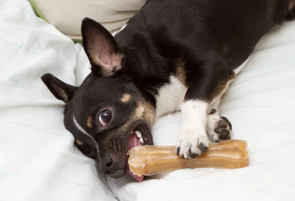 küçük köpek kemiği ile oynuyor