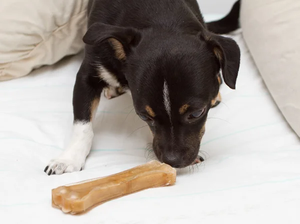 Small dog is playing with bone — Stock Photo, Image