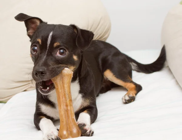 küçük köpek kemiği ile oynuyor