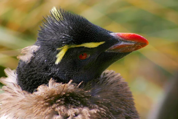 Genç rockhopper Penguin headshot. — Stok fotoğraf