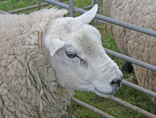 Velké ovce. — Stock fotografie