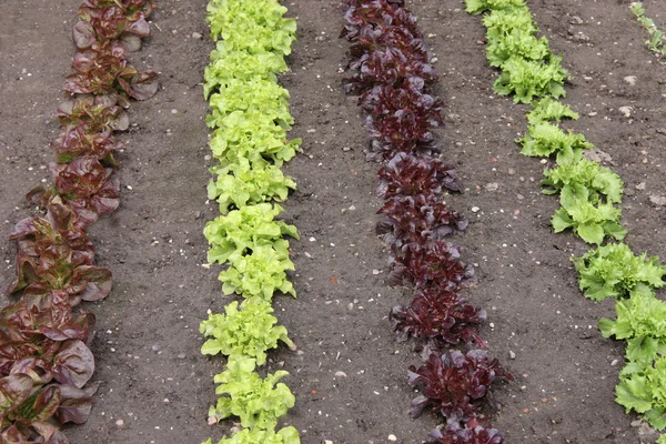 Lettuces in a Garden. — Stock Photo, Image