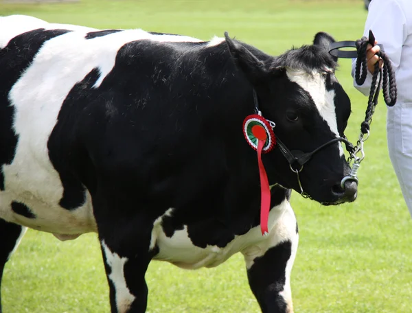 Friesian Cow. — Stock Photo, Image
