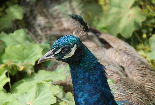 Hermoso pavo real pájaro . —  Fotos de Stock