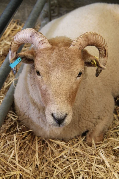 Får med horn. — Stockfoto