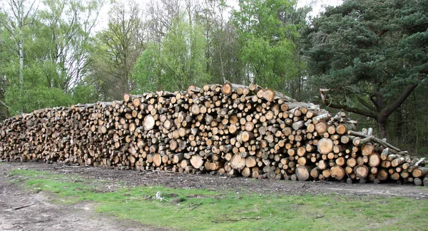 Forestry Tree Logs. — Stock Photo, Image