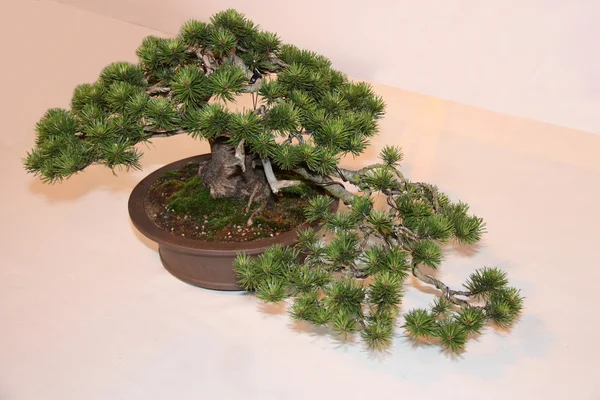 Albero di Bonsai. — Foto Stock