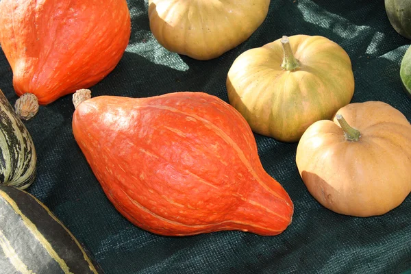 Verschillende soorten pompoenen. — Stockfoto