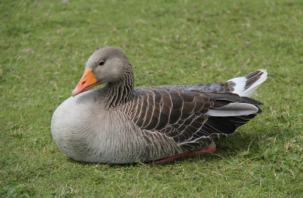 Graugans. — Stockfoto