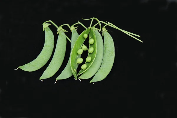 Ärt pods. — Stockfoto