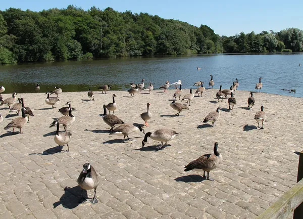 Wildgänse. — Stockfoto