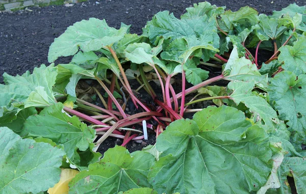 Large Rhubarb Plant. — Stock Photo, Image