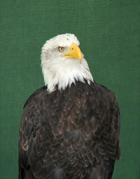 Uccello aquila . — Foto Stock