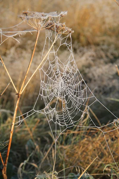 Red de araña . — Foto de Stock