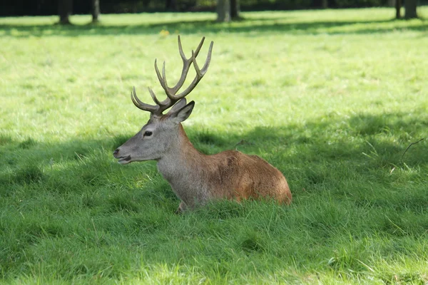 Red deer met geweien. — Stockfoto