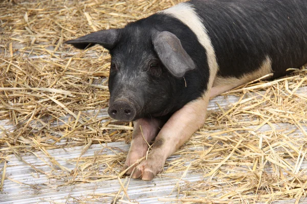 Saddleback Pig. — Stock Photo, Image