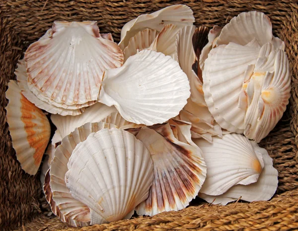 Scallop Shells. — Stock Photo, Image