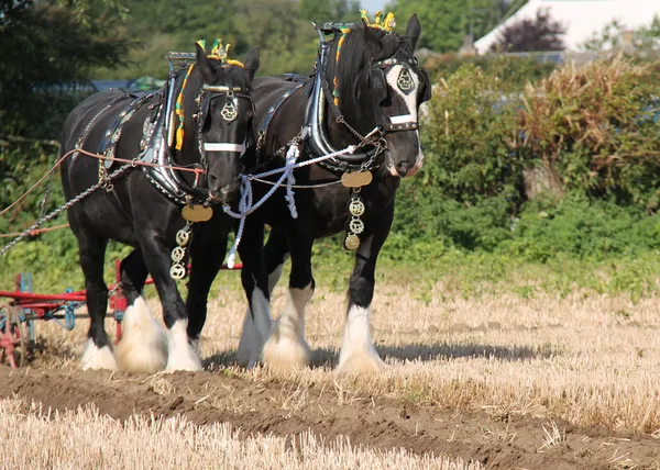 Shire of paarden. — Stockfoto