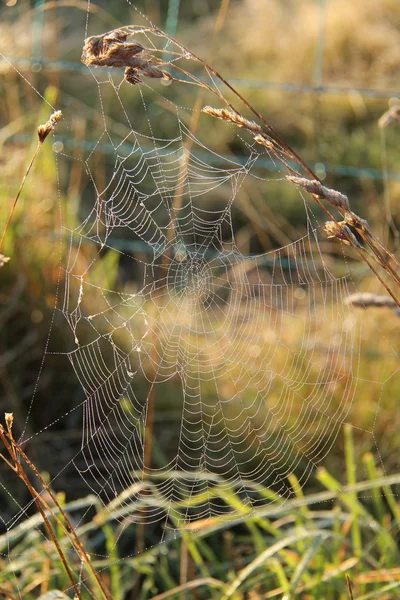 蜘蛛 web. — 图库照片