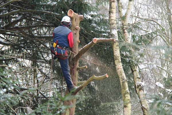 Arbetande skogshuggare. — Stockfoto