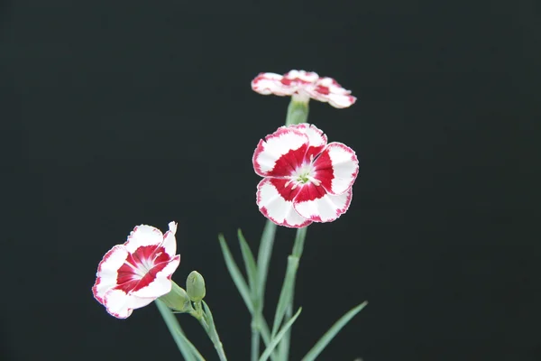 Carnation Flower. — Stock Photo, Image