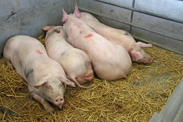 Vier Schweine. — Stockfoto