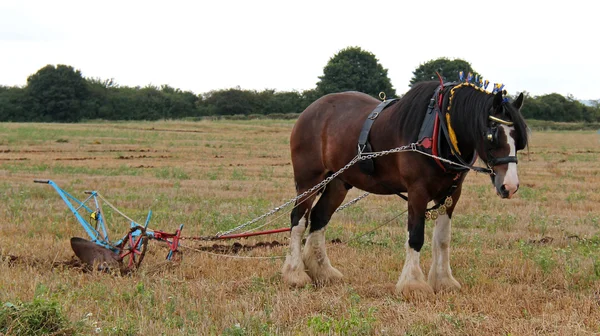 Cavallo della Contea . — Foto Stock