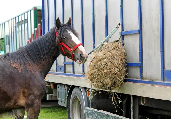 Alimentation des chevaux . — Photo