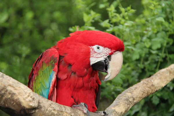 Papoušek pták. — Stock fotografie
