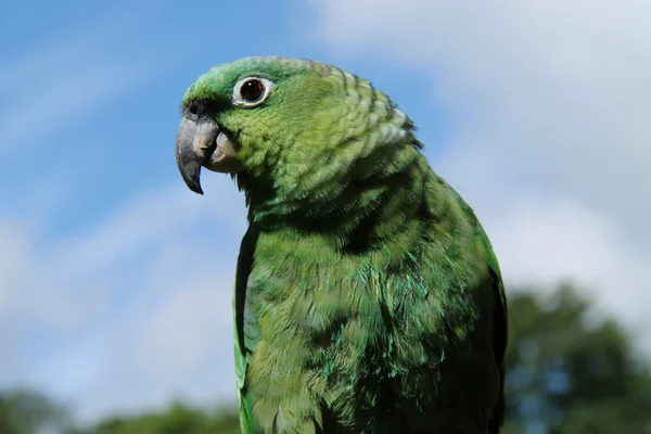 Ptak papuga. — Zdjęcie stockowe