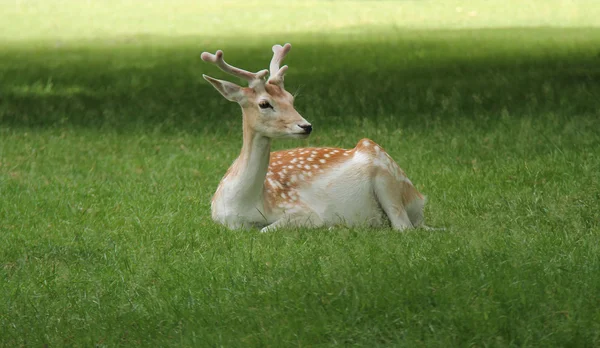 Fallow Deer. — Stock Photo, Image