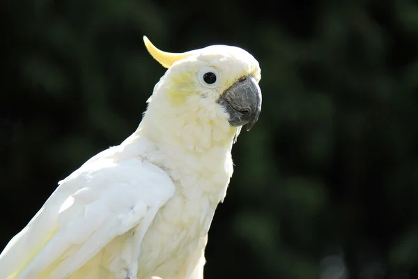 Kakadu papuga ptak. — Zdjęcie stockowe