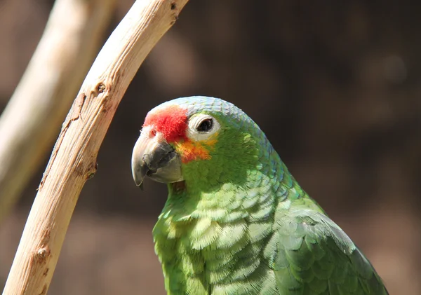 Papagei-Vogel. — Stockfoto