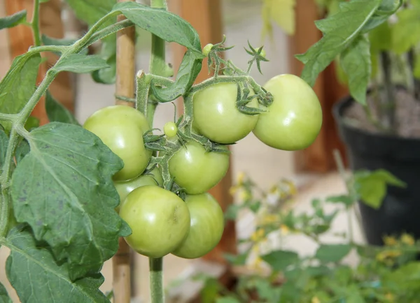 Tomates verdes . — Fotografia de Stock