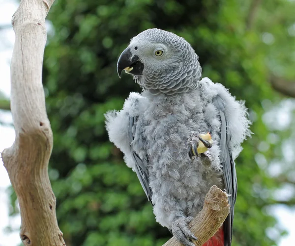 Papoušek šedý. — Stock fotografie
