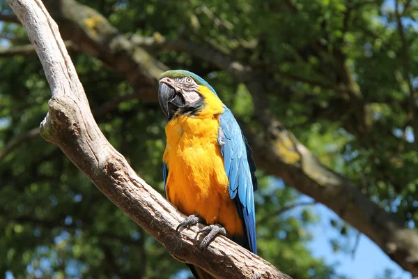 Modré a oranžové papoušek. — Stock fotografie