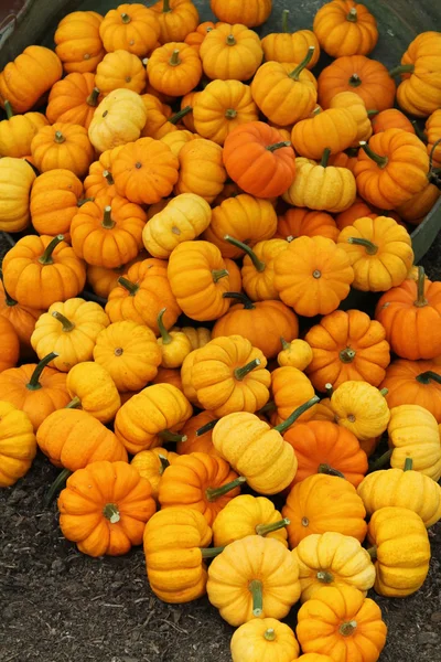 Calabazas anaranjadas . — Foto de Stock