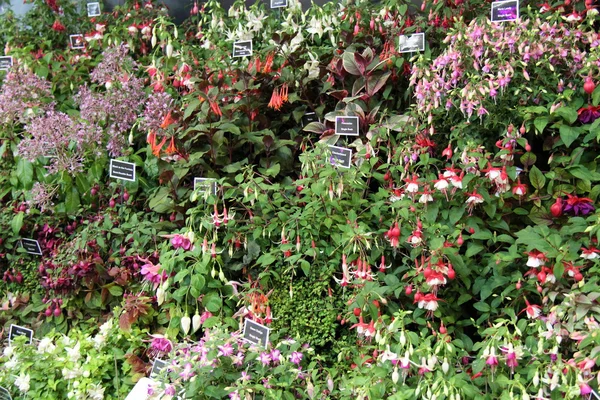 Fuchsia Plants. — Stock Photo, Image