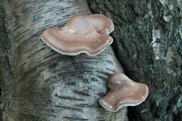 Deux champignons de support . — Photo