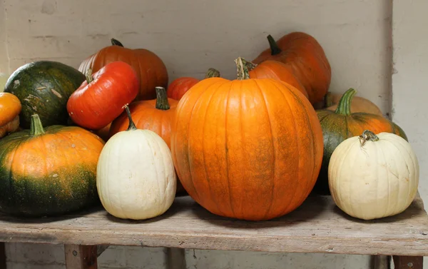 Calabazas y calabazas . — Foto de Stock