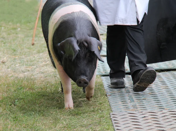 Saddleback Farm Pig. — Stock Photo, Image