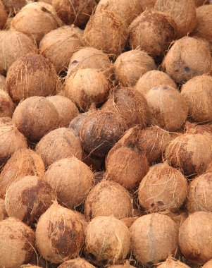 hindistancevizi Satılık.