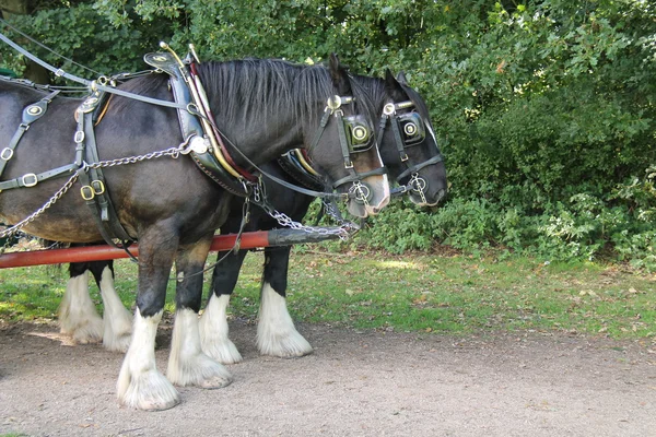 Paire de chevaux lourds . — Photo