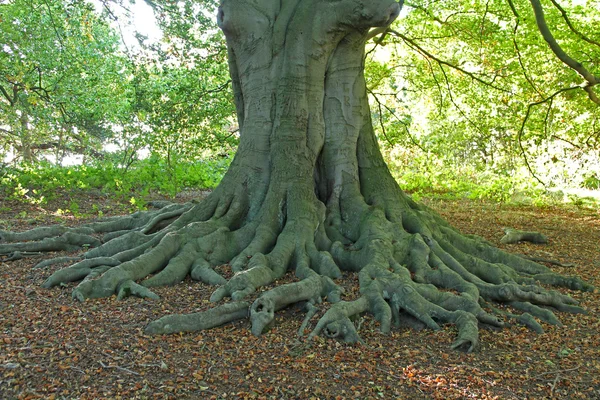 Blootgestelde wortels. — Stockfoto