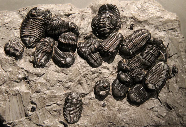 Trilobite taş fosil. — Stok fotoğraf